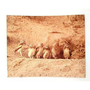 Owl Wildlife Family Vintage Sepia Printed Panel Rustic 10x8" Nature Decor